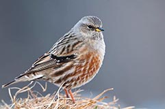 Alpenbraunelle - Zum Vergroessern klicken!